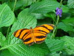 Butterfly Conservatory